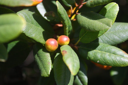 Frangula californica