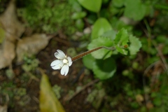Epilobium rotundifolium