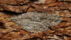 Scioglyptis canescaria