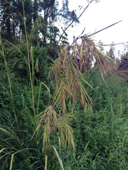 Themeda villosa