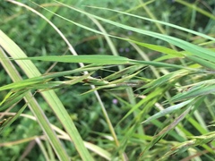 Themeda villosa