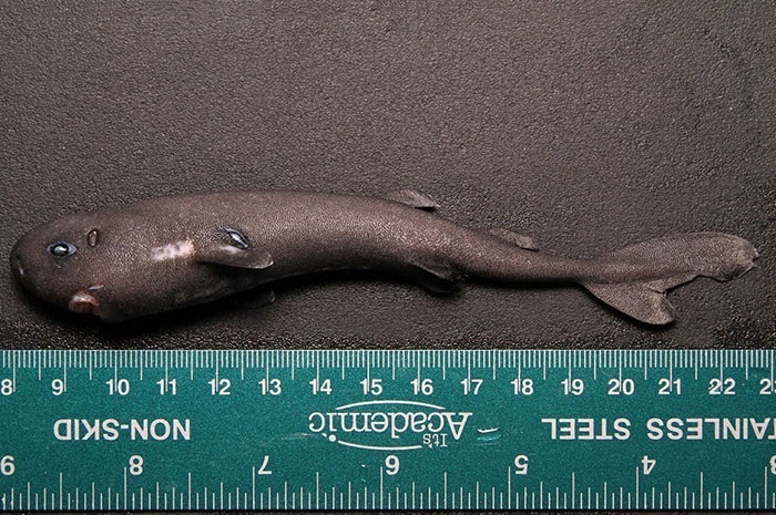 Pocket Sharks
