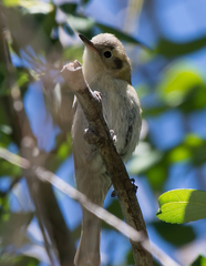 Peucedramus taeniatus