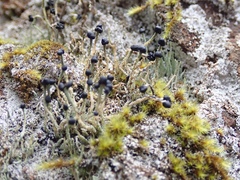 Pilophorus acicularis