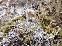 Pilophorus acicularis