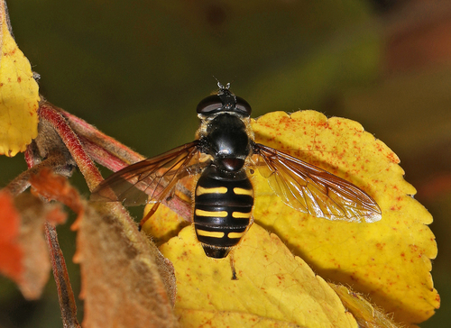 Western Pond Fly