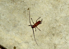 Gnaphalodes trachyderoides