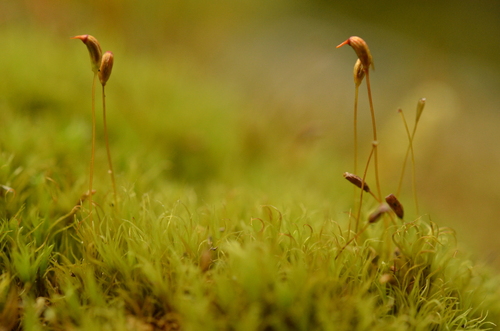 Cynodontium strumiferum observed 2025-07-27