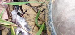 Dinomyrmex gigas borneensis