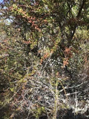 Eriophyes adenostomae