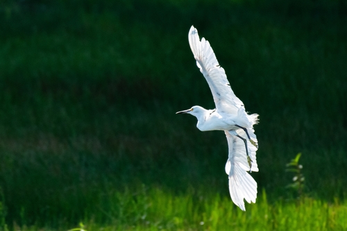 Snowy Egret photographed in Kansas