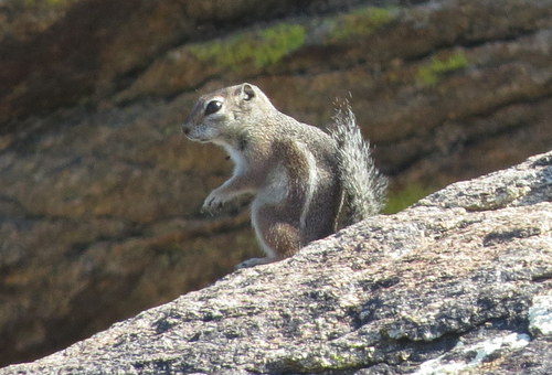 Ammospermophilus harrisii
