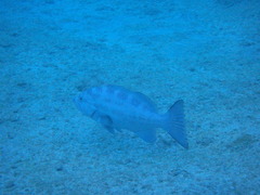 Mycteroperca interstitialis