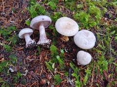 Cortinarius olympianus