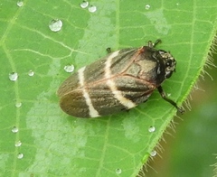 Aeneolamia albofasciata