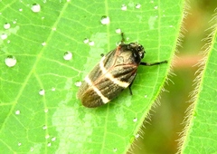Aeneolamia albofasciata