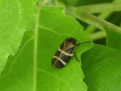 Aeneolamia albofasciata