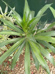 Dracaena angustifolia