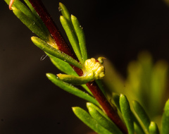 Eriophyes adenostomae