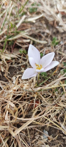 Colchicum alpinum