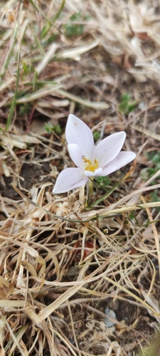 Colchicum alpinum