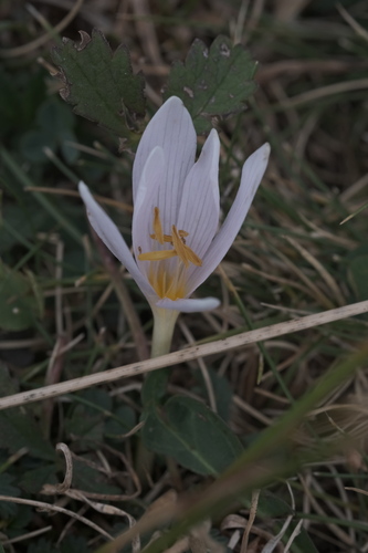 Colchicum alpinum