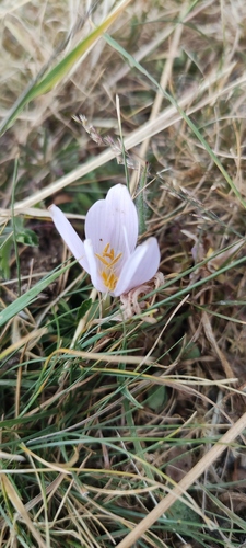 Colchicum alpinum