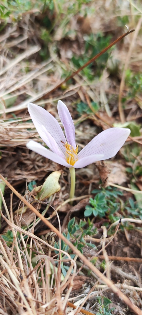 Colchicum alpinum 2