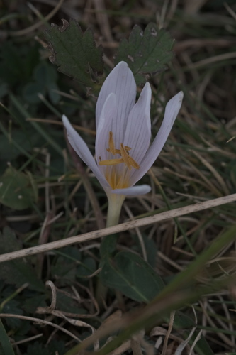 Colchicum alpinum