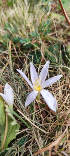 Colchicum alpinum