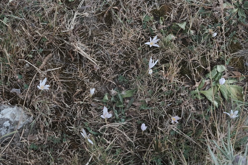 Colchicum alpinum