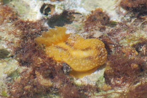 Doris verrucosa