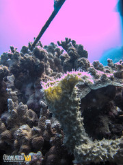Callyspongia