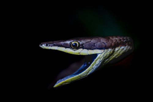 Brown Vinesnake