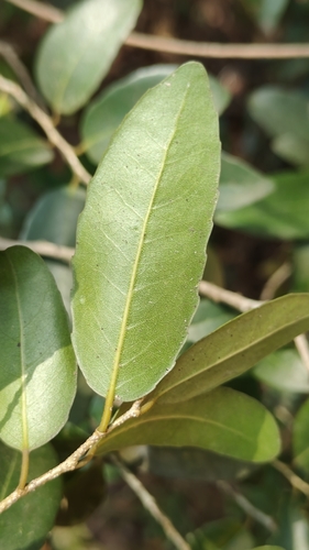 Drypetes sepiaria