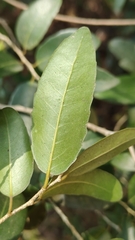 Drypetes sepiaria