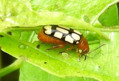 Disonycha scriptipennis