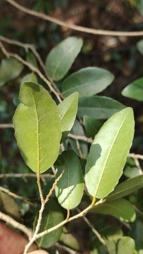 Drypetes sepiaria, photograph 2