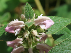 Phlomis bovei, photograph (c) Joey Bom, some rights reserved (CC BY)