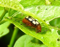Disonycha scriptipennis
