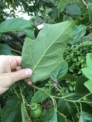 Solanum wrightii