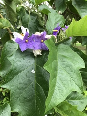 Solanum wrightii