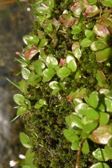 Epilobium nerteroides