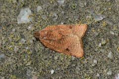 Meritastis laganodes