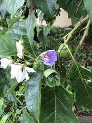 Solanum wrightii