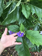 Solanum wrightii