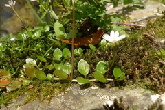 Epilobium nerteroides