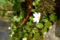 Epilobium nerteroides