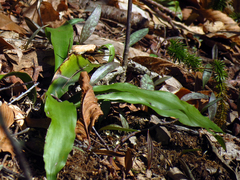 Carex fraseriana