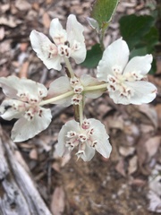 Xanthosia rotundifolia